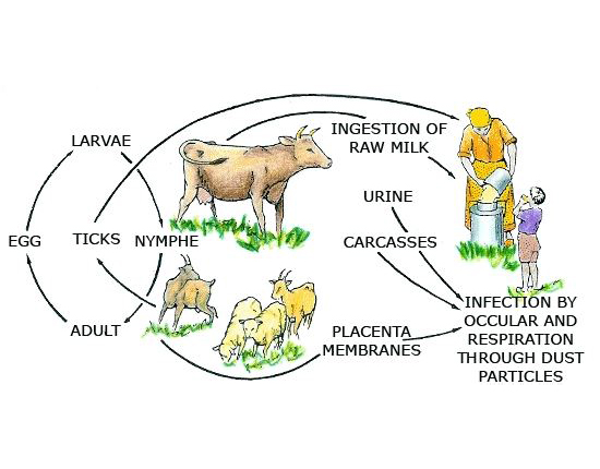 How Infections Spread
