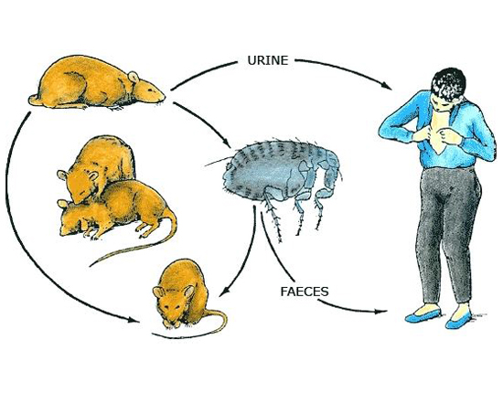 How Infections Spread